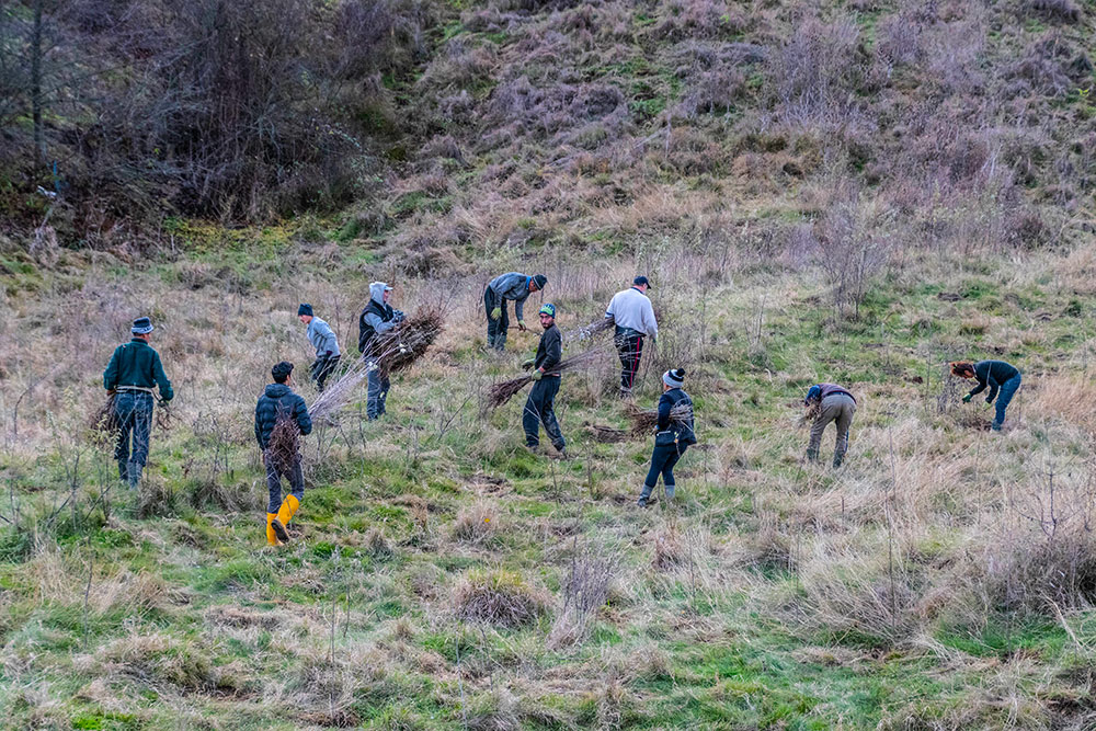 Plantari Rosia Montana