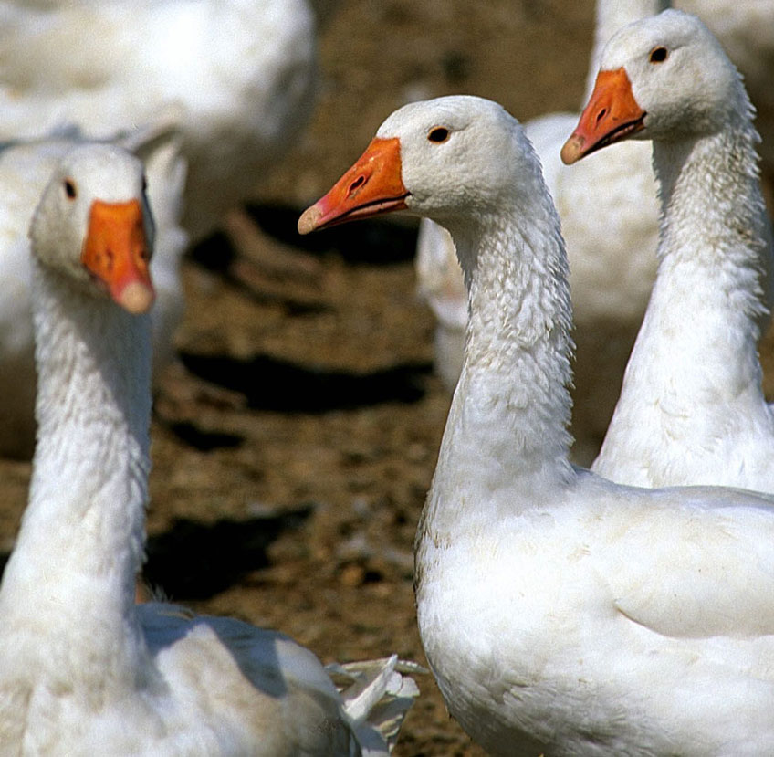 Goose