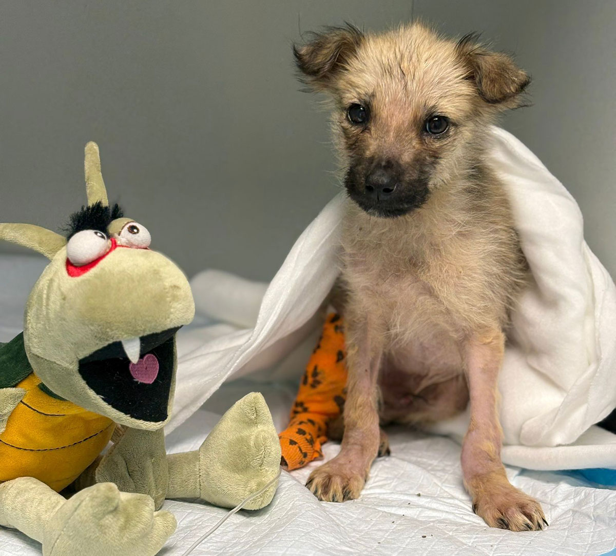 Kola Kariola paturici