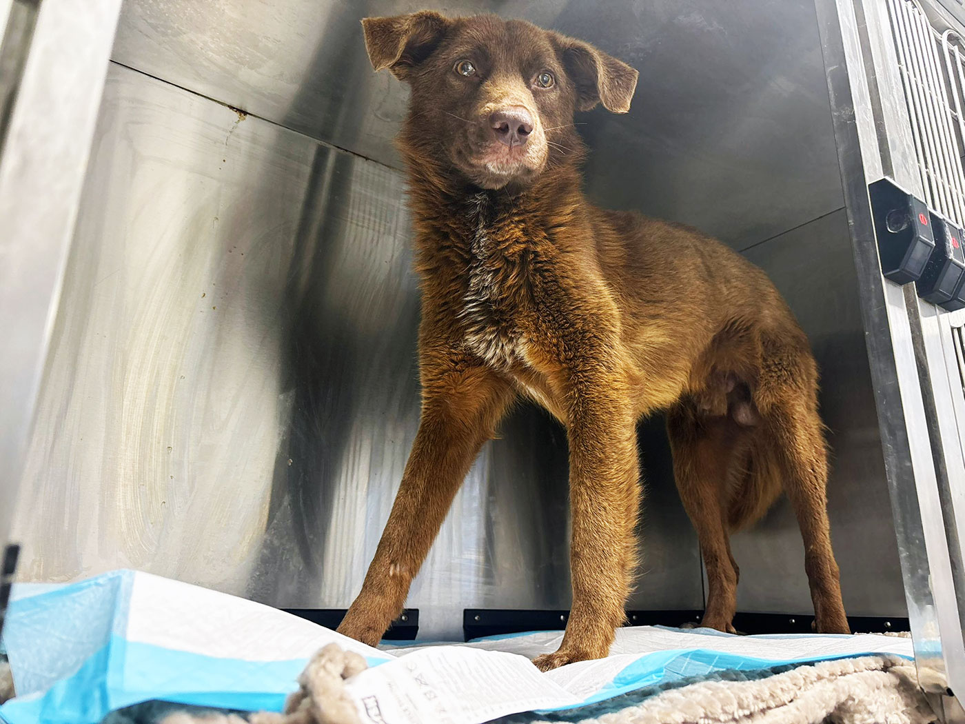 Kola Kariola paturici