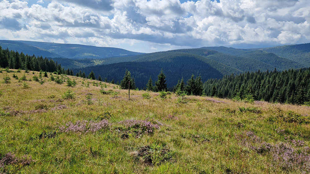 Fotografii plantare Sohodol