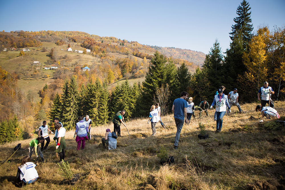 Plantarea JYSK la Rosia Montana