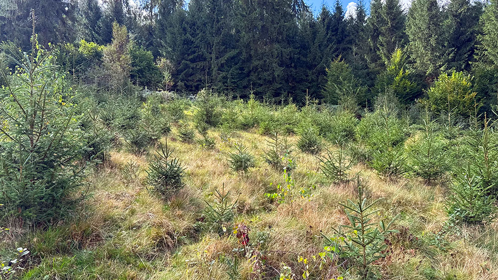 Plantare Rosia Montana