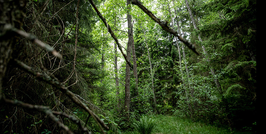 Forest