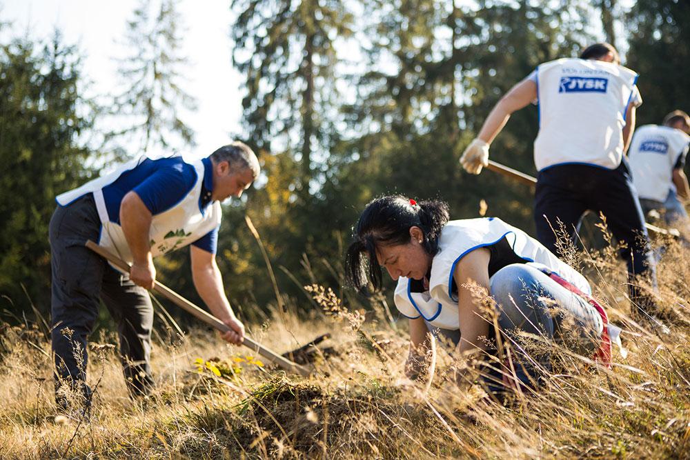 Voluntarii JYSK au impadurit la Rosia Montana