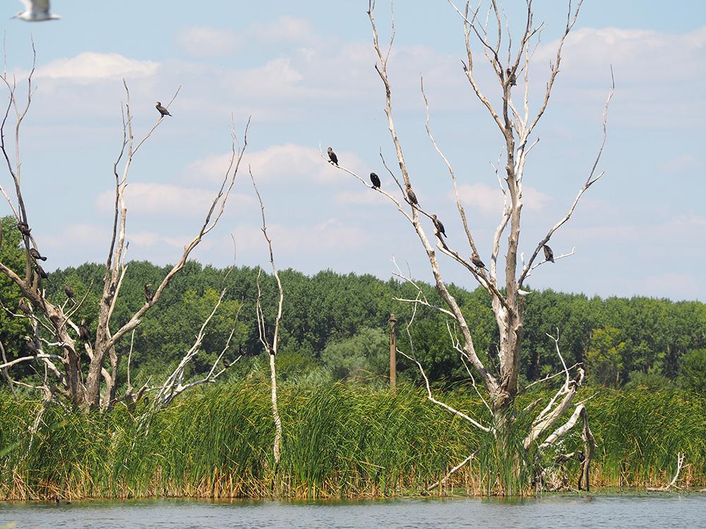 Un stol de cormorani în mini delta Carasuhat