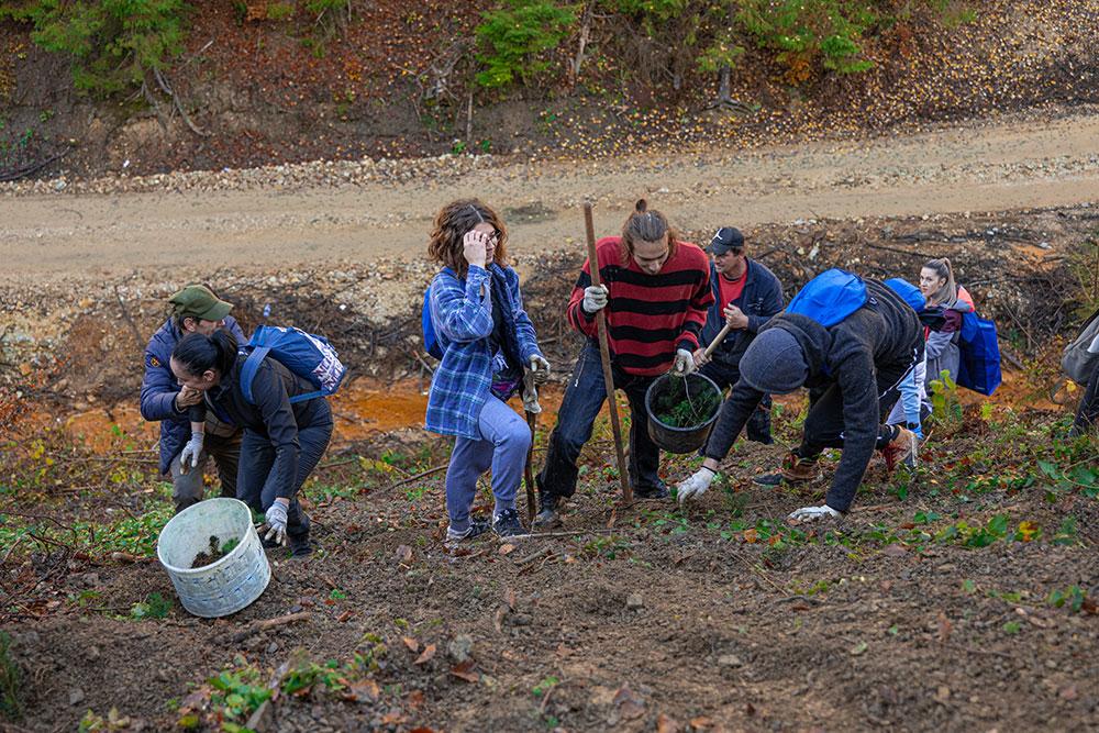 Peste 20 de colegi au plantat Pădurea JYSK la Bucium