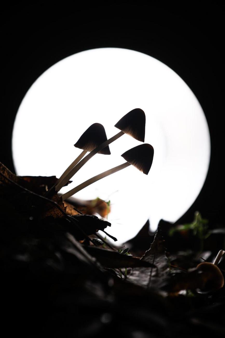 Magurele Running Trails powered by JYSK 2025