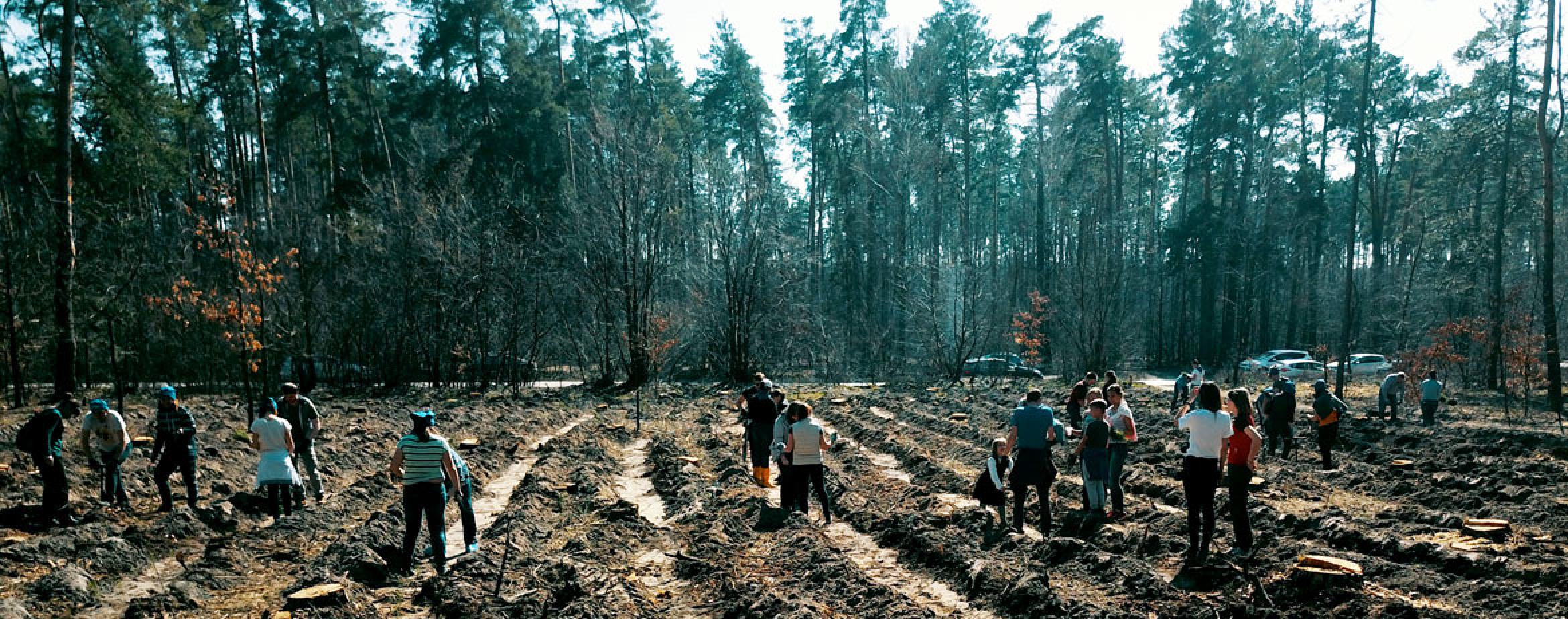 Planting FSC Forrest