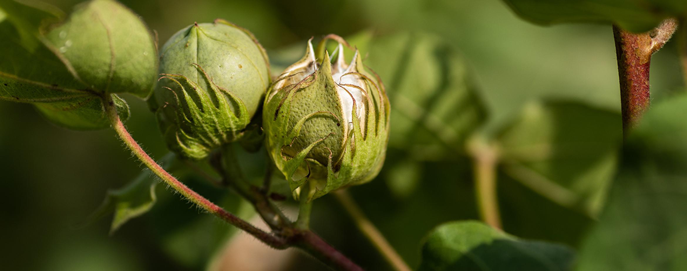 Cotton. Photo Credit: BCI/Khaula Jamil