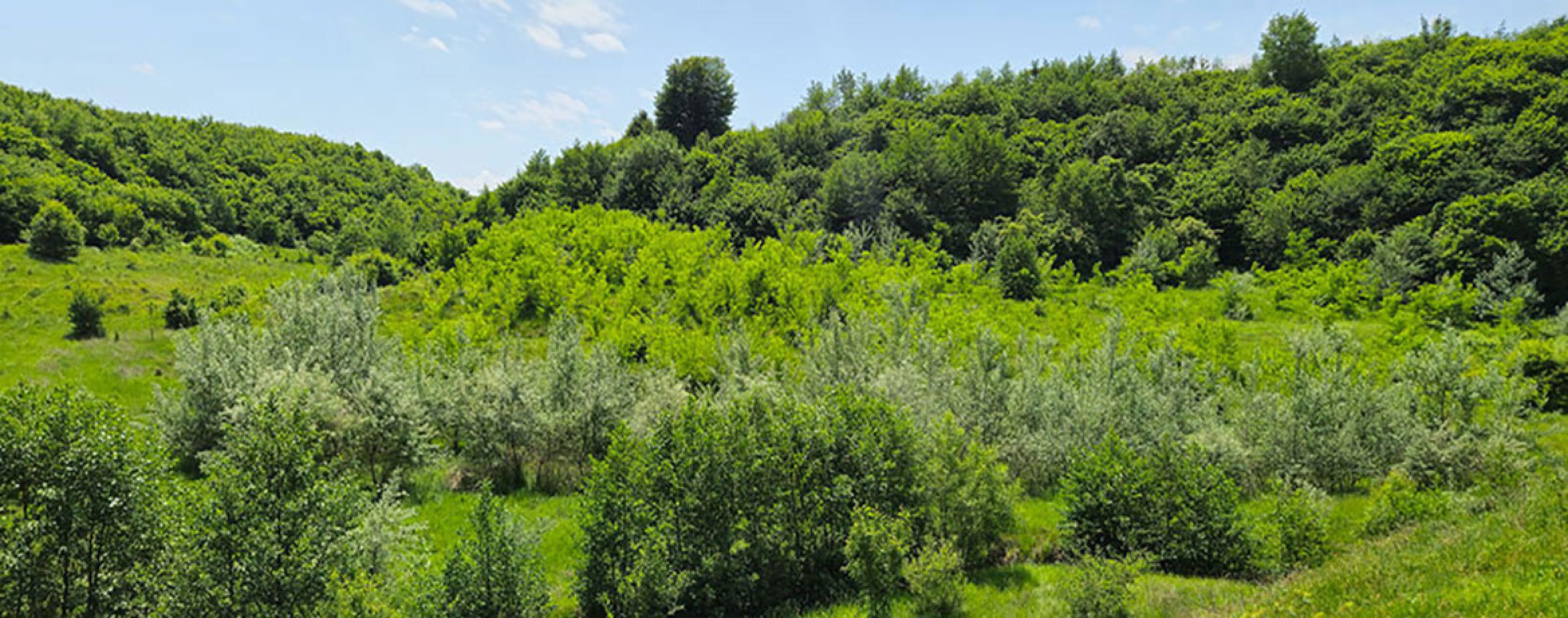 8 ani de parteneriat Plantăm fapte bune în România și JYSK și 178.000 de copaci plantați