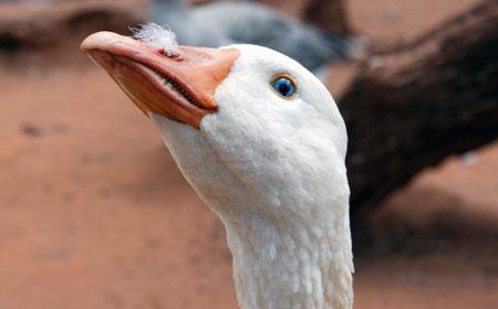 Animal welfare - down and feathers