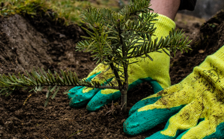 JYSK a plantat 26.000 de puieți la Abrud