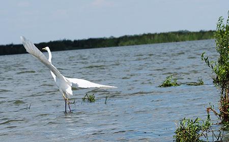 Vizită în mini-delta de la Mahmudia, un refugiu al păsărilor