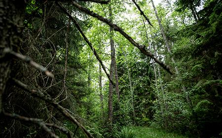 FSC Forest/Photo: FSC Danmark