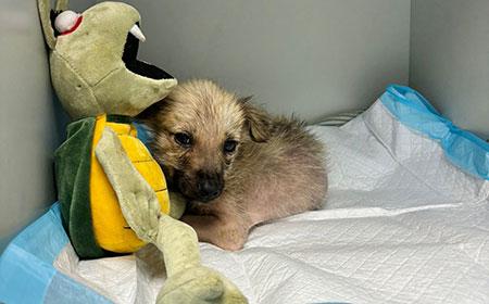 JYSK donează pături pentru cățeii salvați din Suraia